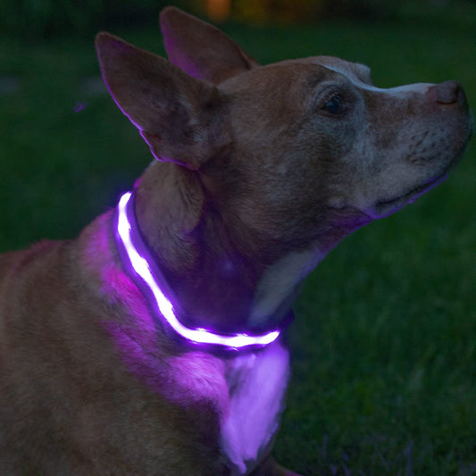 Brightest Light up Dog Collars - the Original LED Dog Collar with 1,000 Feet of Visibility - USB Rechargeable Waterproof Dog Collar Light - Dog Lights for Night Walking - USA Brand